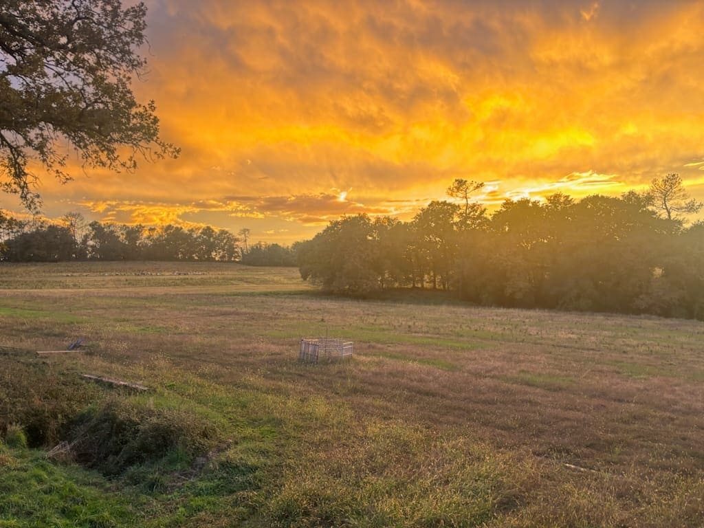 Troupeau de chèvres pyrénéennes dans les prairies